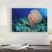 East Urban Home 'Green Sea Turtle near a Pink Gorgonian Sea Fan North Sulawesi' Photographic Print on Canvas in Black/Blue/Green | Wayfair