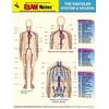 Vascular System Viscera Anatomy Exam Notes Exam Notes Reference Charts