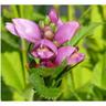 Baumschule Gold - rosa Schlangenkopf Chelone obliqua mehrjährtige Staude