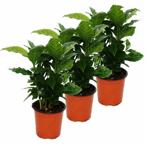 Kaffee Pflanze (Coffea arabica) 3 Pflanze - Zimmerpflanze