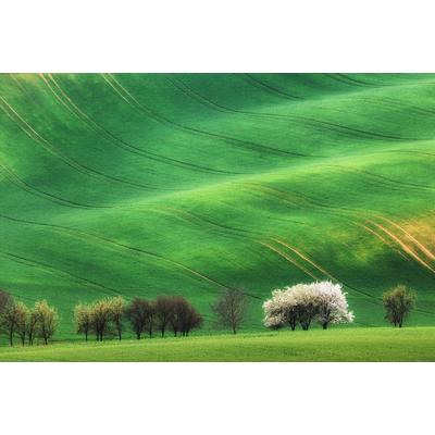Fototapete PAPERMOON "Hügel mit Bäumen", bunt, B:4,00m L:2,60m, Vlies, Tapeten