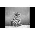 PAPERMOON Fototapete "Tiger Portrait Schwarz & Weiß" Tapeten Gr. B/L: 5,00 m x 2,80 m, Bahnen: 10 St., schwarz (schwarz, weiß) Fototapeten