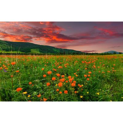 PAPERMOON Fototapete "BLUMEN-WIESE-GEBIRGE NATUR GRÜN SONNE BERG HIMMEL FELD" Tapeten Gr. B/L: 5,00 m x 2,80 m, Bahnen: 10 St., bunt