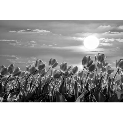 Fototapete PAPERMOON "Blumen Schwarz & Weiß", schwarz (schwarz, weiß), B:5,00m L:2,80m, Vlies, Tapeten