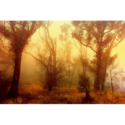Fototapete PAPERMOON "Wald", bunt, B:5,00m L:2,80m, Vlies, Tapeten