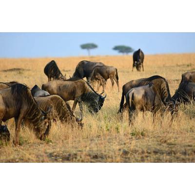 Fototapete PAPERMOON "Tiere in Natur", bunt, B:4,50m L:2,80m, Vlies, Tapeten