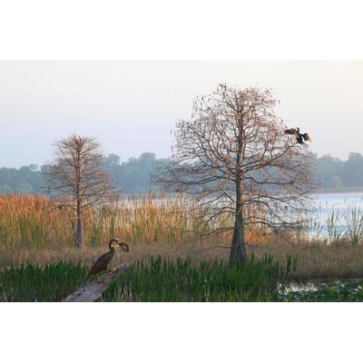 Fototapete PAPERMOON "ANHINGA-WASSER VOGEL", bunt, B:4,50m L:2,80m, Vlies, Tapeten