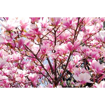 PAPERMOON Fototapete "Blühende Magnolie" Tapeten Gr. B/L: 4,5 m x 2,8 m, Bahnen: 9 St., bunt (mehrfarbig) Fototapeten