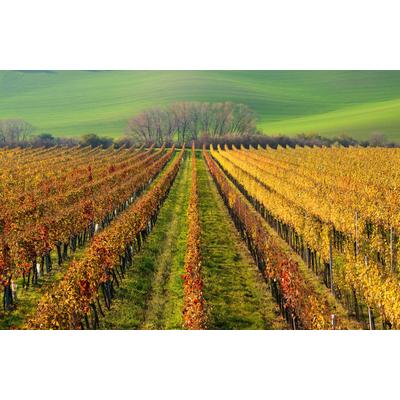 Fototapete PAPERMOON "WEIN-BERG-HERBST REBEN ABSTRAKT FARBIG FELD WIESE BÄUME", bunt, B:4,00m L:2,60m, Vlies, Tapeten Image