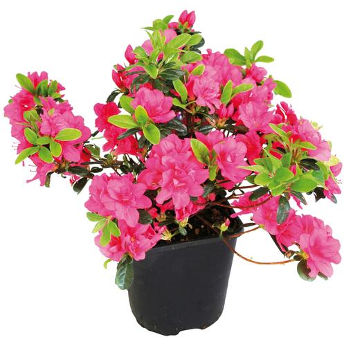 "Gehölze BCM ""Rhododendron Japanische Azalee 'Maruschka'"" Pflanzen Gr. 1 St., rot (grün) Pflanzen Höhe: 20-25 cm, 1 Pflanze"