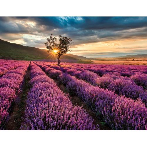 „LIVING WALLS Fototapete „“Lavendelfeld Lavendelblüte““ Tapeten Vlies, Wand, Schräge Gr. B/L: 3,36 m x 2,6 m, bunt (bunt, lila) Fototapeten“