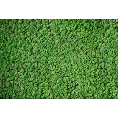 Fototapete ARCHITECTS PAPER "Real Moss", grün, B:4m L:2,7m, Vlies, Tapeten, Vlies, Wand, Schräge