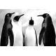 PAPERMOON Fototapete "Pinguin Schwarz & Weiß" Tapeten Gr. B/L: 5,00 m x 2,80 m, Bahnen: 10 St., schwarz (schwarz, weiß) Fototapeten