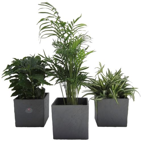 "Zimmerpflanze DOMINIK ""Palmen-Set"" Pflanzen Gr. 3 St., grau (grün) Pflanzen Höhe: 15 cm, 3 in Dekotöpfen"