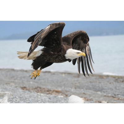 Fototapete PAPERMOON "Weißkopfseeadler", bunt, B:3,5m L:2,6m, Vlies, Tapeten Image