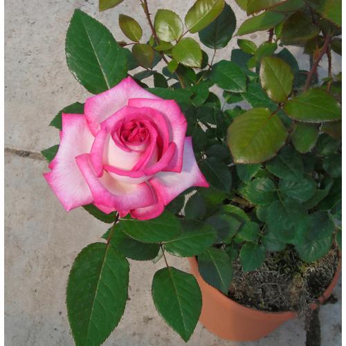 "Beetpflanze BCM ""Edelrose 'Parfum d'Orleans'"" Pflanzen Gr. 1 St., rosa Beetpflanze Beetpflanzen Pflanzen Höhe 30-40 cm, 1 Pflanze"