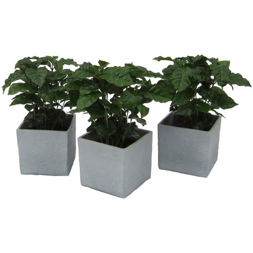 "Zimmerpflanze DOMINIK ""Kaffee-Pflanzen"" Pflanzen Gr. 3 St., grau (grün) Pflanzen Höhe: 30 cm, 3 in Dekotöpfen"