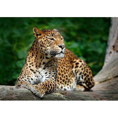 Fototapete PAPERMOON "Leopard", bunt, B:3,50m L:2,60m, Vlies, Tapeten Image
