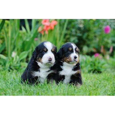 Fototapete PAPERMOON "Berner Sennenhunde", bunt, B:3,5m L:2,6m, Vlies, Tapeten Image