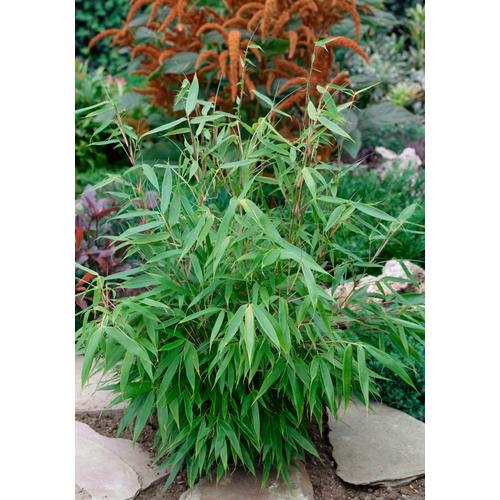 "Bambus BCM ""Pingwu"" Pflanzen Gr. 1 St., grün Pflanzen Höhe: 60-80 cm, 1 Pflanze"