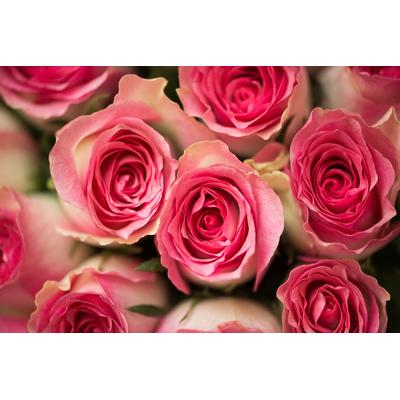 Fototapete PAPERMOON "Rosen", bunt, B:3,50m L:2,60m, Vlies, Tapeten Image