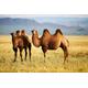 PAPERMOON Fototapete "Mongolian Camels" Tapeten Gr. B/L: 3 m x 2,23 m, Bahnen: 6 St., bunt (mehrfarbig) Fototapeten