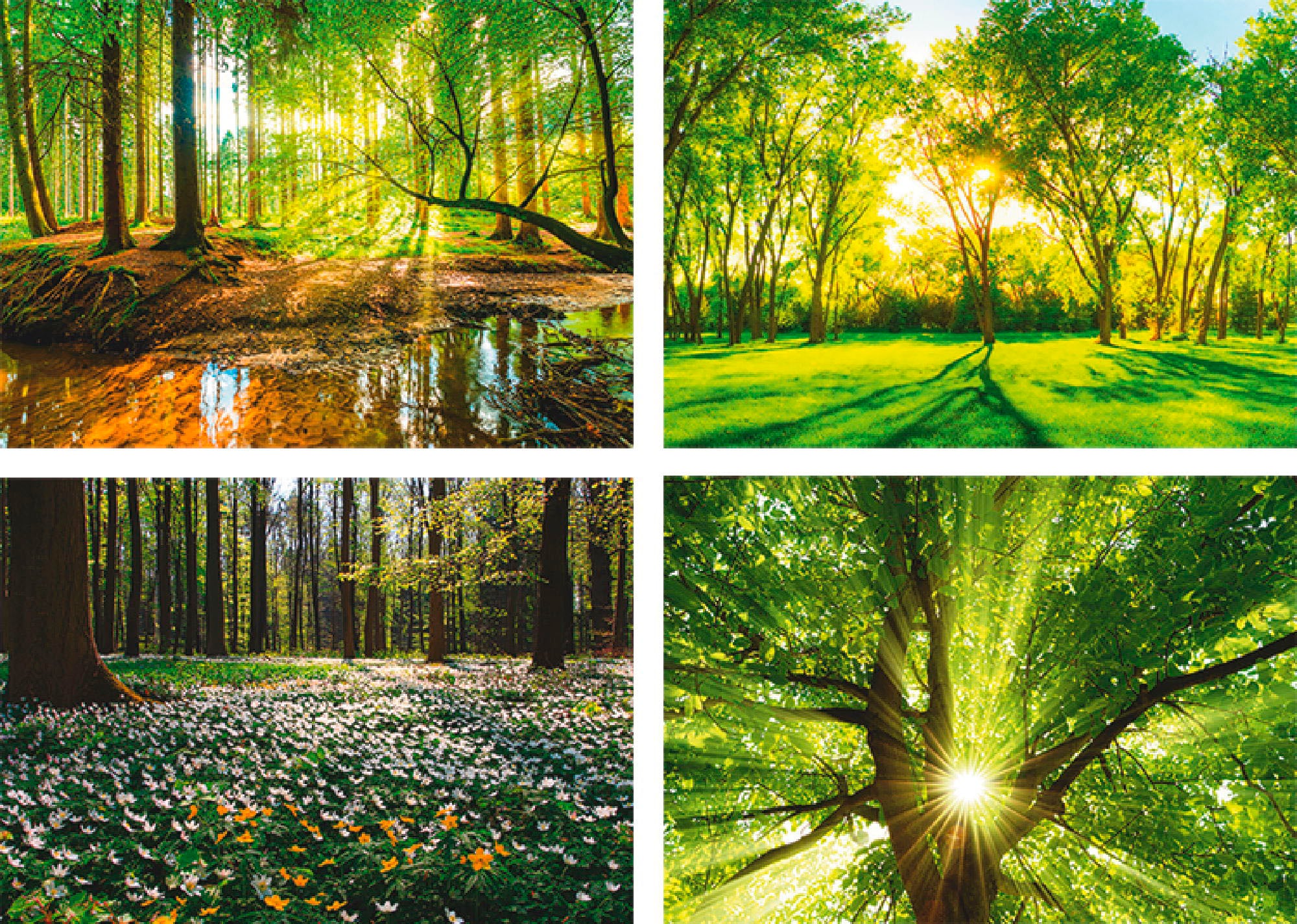 Poster ARTLAND "Wald Bach Frühling Windrosen Sonne Baum", grün (farbe bild(er): grün), B:29,7cm H:21cm, Papier, Bilder, Poster, Wandbild, Bild, Wandposter Image
