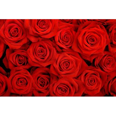 PAPERMOON Fototapete "Red Roses" Tapeten Gr. B/L: 5 m x 2,8 m, Bahnen: 10 St., bunt (mehrfarbig) Fototapeten