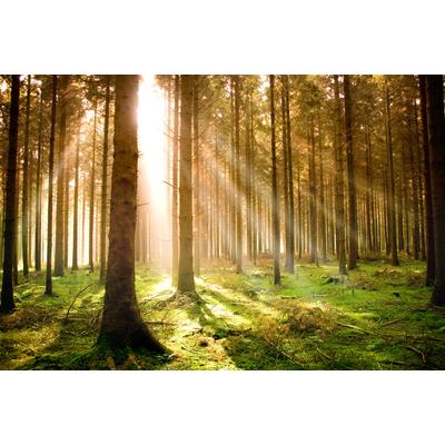 Fototapete PAPERMOON "Autumn Pine Forest", bunt (mehrfarbig), B:4m L:2,6m, Vlies, Tapeten Image