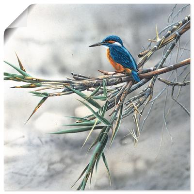 Wandbild ARTLAND "Eisvogel I", weiß (farbe bild(er): weiß), B:30cm H:30cm T:0,1cm, Papier, Bilder, als Leinwandbild, Poster, Wandaufkleber in verschied. Größen Image