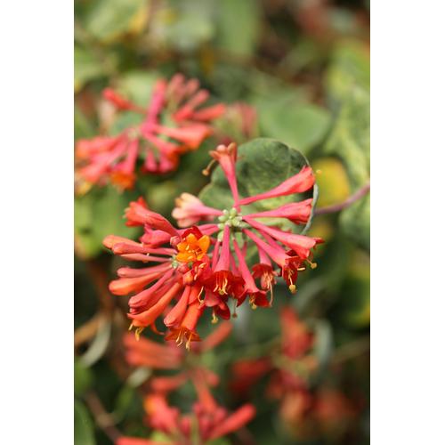 "Kletterpflanze BCM ""Geißblatt 'Dropmore Scarlet'"" Pflanzen Gr. 1 St., rot (grün) Pflanzen Höhe: 40-60 cm, 1 Pflanze"
