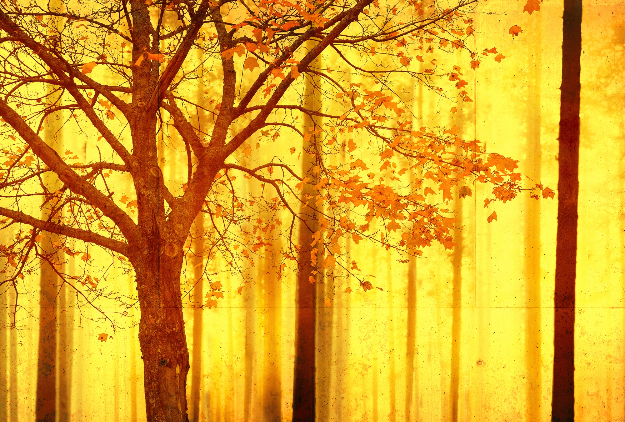 Fototapete ARCHITECTS PAPER "Atelier 47 Edge 2", bunt (orange, sonnengelb, dunkelbraun), B:4m L:2,7m, Vlies, Tapeten, Wald Fototapete Edge 4,00 m x 2,70 m 200 g Vlies Premium Tapete Natur