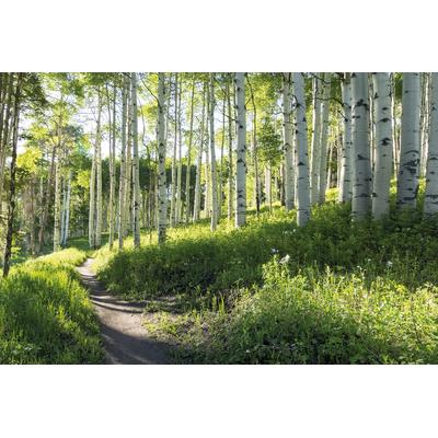 Fototapete PAPERMOON "Birch Hiking Trail", bunt (mehrfarbig), B:2,5m L:1,86m, Vlies, Tapeten Image