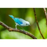 Ebern Designs Costa Rica Sarapique River Valley Blue Tanager on Limb Credit As: Cathy | 18 H x 24 W in | Wayfair CA50C79A0CD64DB295A1C268C0C73AD6