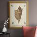 Highland Dunes Antique Knorr Shells VI Premium Framed Canvas- Ready To Hang Canvas, Solid Wood in Brown/White | 27 H x 18 W x 2.5 D in | Wayfair