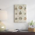 East Urban Home Shell Collection I by Deborah Devellier - Gallery-Wrapped Canvas Giclée Print Canvas/Metal in Brown/Green/White | Wayfair