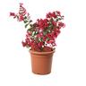 Kentis - Lagestroemia Indica Rossa - Piante da Esterno Vere Fiorite - h 60-80 cm Vaso ø 24 cm