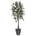 Vickerman 701805 - 6' Frosted Maple tree Round Gray Cont (TEC1760-RG) Maple Home Office Tree