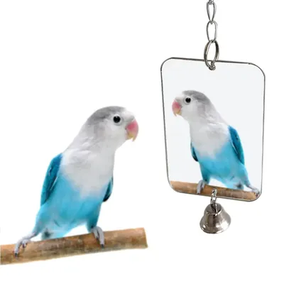 Jouet de cloche de miroir de perruche d'oiseau de perroquet décoration de jeu fournitures pour