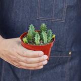House Plant Shop Lifesaver Cactus/6" Pots/Live Home & Garden Plants (1) | 16 H x 6 D in | Wayfair 6_SUCC_CACTUS_LIFESAVER