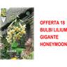 Bulbi autunnali offerta 18 bulbi lilium gigante honeymoon bulbs bulbes