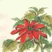 Winston Porter Poinsettia I by Chris Paschke - Wrapped Canvas Painting Canvas | 20 H x 20 W x 1.25 D in | Wayfair 8D8114117B844077968B7A1F33D983C6