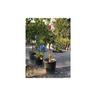 Pianta di Agrumi di Sicilia Mandarino 12 anni in Mastellino 40 cm ( Foto Reali ) Mandarino