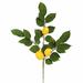 Primrue 4 - Piece Artificial Lemon Branch Set Polyester in Yellow | 20 H x 12 W x 12 D in | Wayfair D20A7849E9DE4942BA3DF7977E6421E2