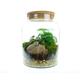 8L Medium Straight Glass Jar Closed Terrarium Kit Available with Real Moss & Living Forest House Plants | Gift ideas with real indoor plants