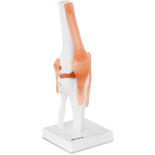 Knie Modell Knie Gelenk Menschliches Skelett Anatomisches Modell Knie Lebensgroß