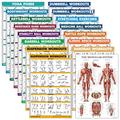 16 Pack - Exercise Poster Set: Dumbbell, Suspension, Kettlebell, Resistance Bands, Medicine Ball, Battle Rope, Stretching, Bodyweight, Barbell, Yoga, Exercise Ball, Muscular (LAMINATED, 18" x 24")
