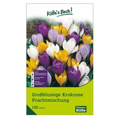 Kölle's Beste! - Großblumige Krokusse Prachtmischung 100 Blumenzwiebeln