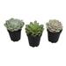 Altman Specialty Plants 3.5IN Echeveria Live Plants Collection (3-Pack) | 3 H x 3 D in | Wayfair 0881005