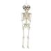 The Holiday Aisle® Two-Headed Life-Size Posable Skeleton Halloween Decoration Plastic | 60 H x 16 W x 16 D in | Wayfair